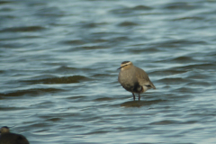 Steppekievit-Lauwersmeer 26-3-2011