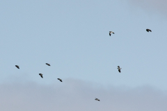 Steppekievit en Kievit 1-Lauwersmeer 26-3-2011