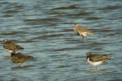 Steppekievit en Kievit 2-Lauwersmeer 26-3-2011