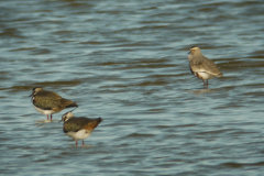 Steppekievit en Kievit 3-Lauwersmeer 26-3-2011