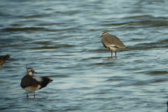 Steppekievit en Kievit 4-Lauwersmeer 26-3-2011