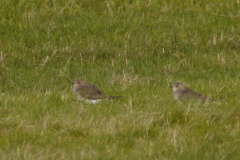 Steppevorkstaartplevier, 1e kj. 10 Friesland 29-7-2014