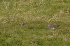 Steppevorkstaartplevier, 1e kj. 6 Friesland 29-7-2014