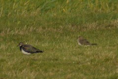 Steppevorkstaartplevier, 1e kj. en Kievit 1  Friesland 29-7-2014