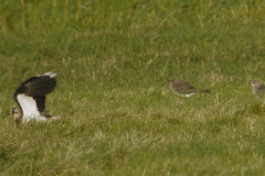 Steppevorkstaartplevier, 1e kj. en Kievit  Friesland 29-7-2014