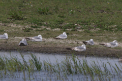 Stormmeeuw, 2e kj. Lauwersmeer 22-5-2023