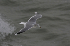 Stormmeeuw-Waddenzee 4-1-2014