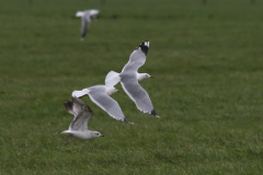 Stormmeeuw, adult en 2e kj. Groningen-prov. 28-3-2021