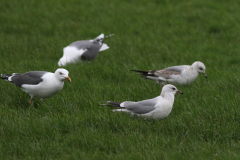 Stormmeeuw, adult en 2e kj. en Kleine mantelmeeuw Groningen-prov. 28-3-2021 b