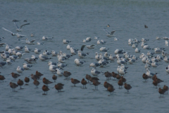 Stormmeeuw en Grutto-Lauwersmeer 14-3-2014