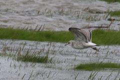 Stormmeeuw, juv. Groningen-kust 7-8-2073