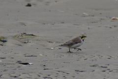 Strandleeuwerik 1 Texel 6-10-2019