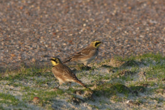 Strandleeuwerik 1-Texel 9-10 2010