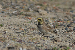 Strandleeuwerik-1Texel 20-10-2015