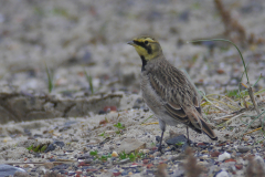 Strandleeuwerik 2-Texel 19-10-2015