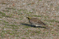 Strandleeuwerik 2-Texel 9-10 2010