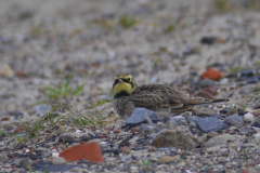 Strandleeuwerik 4-Texel 19-10-2015