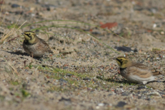 Strandleeuwerik 4-Texel 20-10-2015