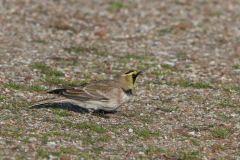 Strandleeuwerik 6-Texel 9-10 2010