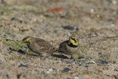 Strandleeuwerik-Texel 20-10-2015