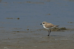 Strandplevier, adult ♀ 2 Schiermonnikoog 15-6-2014