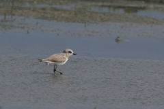 Strandplevier, adult ♀ 3 Schiermonnikoog 15-6-2014