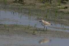 Strandplevier, adult ♀ 4 Schiermonnikoog 15-6-2014