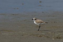 Strandplevier, adult ♀ Schiermonnikoog 15-6-2014