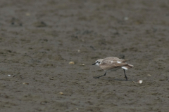 Strandplevier, adult ♂ 1 Schiermonnikoog 15-6-2014