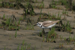 Strandplevier, adult ♂ 3 Schiermonnikoog 15-6-2014