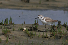 Strandplevier, adult ♂ 4 Schiermonnikoog 15-6-2014