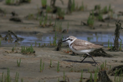 Strandplevier, adult ♂ 5 Schiermonnikoog 15-6-2014