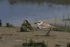 Strandplevier, adult ♂ 6 Schiermonnikoog 15-6-2014