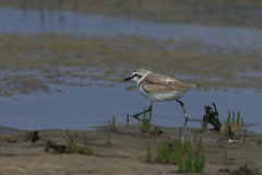 Strandplevier, adult ♂ 7 Schiermonnikoog 15-6-2014