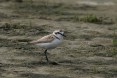 Strandplevier, adult ♂ 8 Schiermonnikoog 15-6-2014