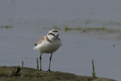 Strandplevier, adult ♂ 9 Schiermonnikoog 15-6-2014