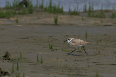 Strandplevier, adult ♂ Schiermonnikoog 15-6-2014