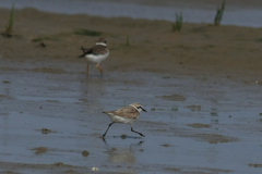 Strandplevier en Bontbekplevier Schiermonnikoog 15-6-2014