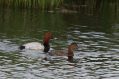 Tafeleend ♀ en ♂ 1 Overijssel 23-5-2019