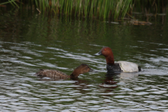 Tafeleend ♀ en ♂ Overijssel 23-5-2019