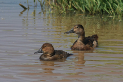 Tafeleend ♀ en juv. 1 Zuidlaardermeergebied 2-8-2014