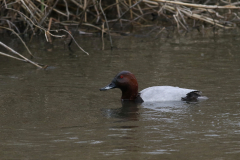 Tafeleend ♂ Flevoland 8-4-2021