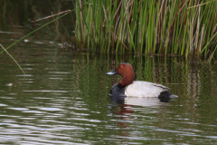 Tafeleend ♂ Overijssel 23-5-2019