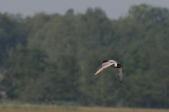 Tafeleend ♂ Zuidlaardermeergebied 2-6-2019