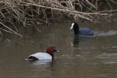 Tafeleend ♂ en Meerkoet Flevoland 8-4-2021