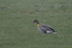 Mogelijke Taigarietgans-Drenthe 21-2-2016