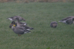 Mogelijke Taigarietgans, Toendrarietgans en Grauwe gans-Drenthe 21-2-2016 b