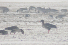 Mogelijke Taigarietgans en Grauwe gans Oost-Groningen 17-2-2010