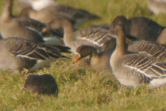 Mogelijke Taigarietgans en Toedrarietgans 1-Drenthe 14-2-2023