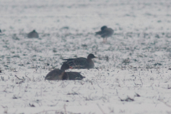 Mogelijke Taigarietgans en Toendrarietgans Groningen-prov. 28-12-2010